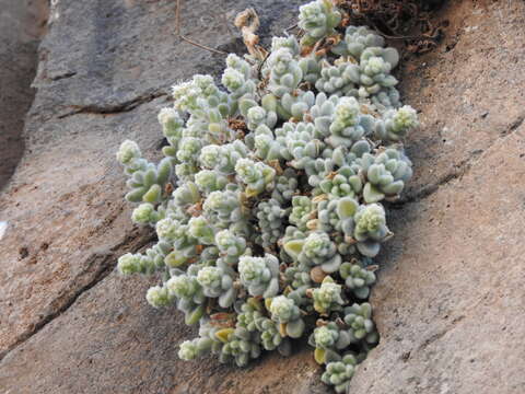 Image of Sedum mocinianum E. Perez-Calix