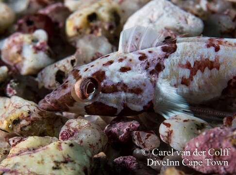 Image of Deep-reef Klipfish