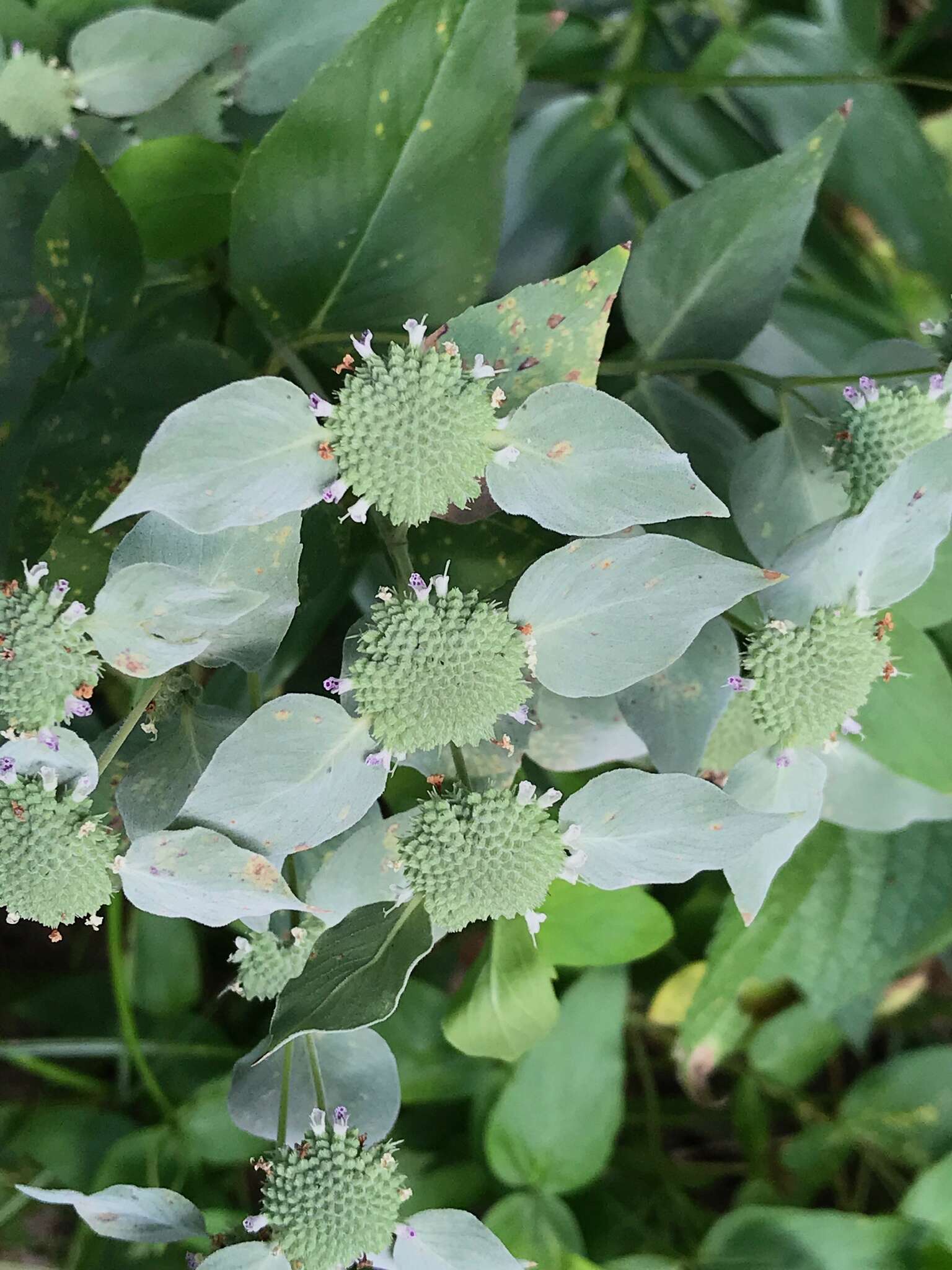 Image of Clustered Mountain-Mint