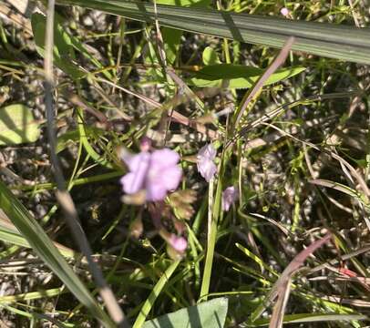 Image of Skinner's false foxglove