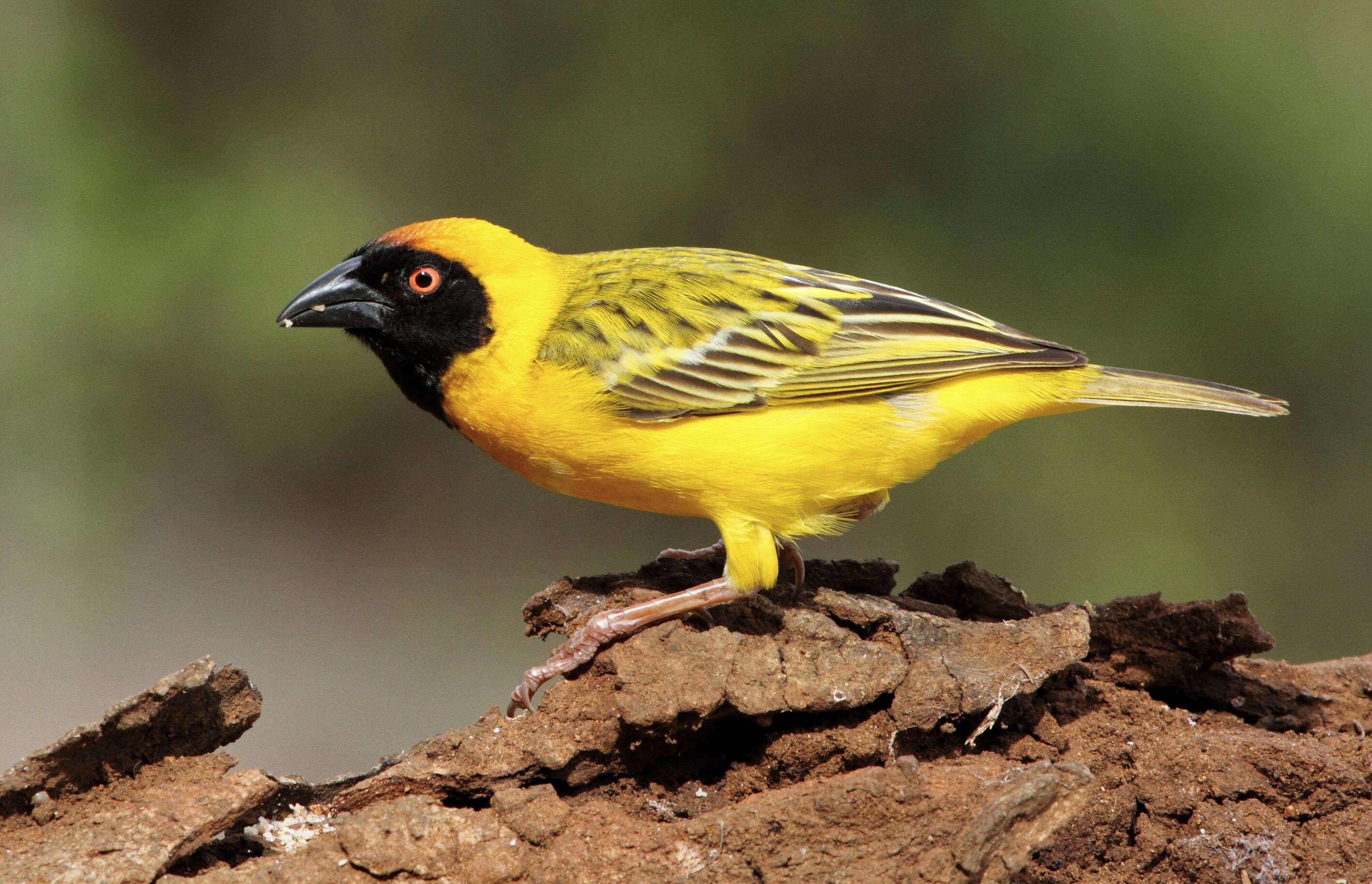 Image of African Masked Weaver