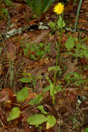 Image of plantain false leopardbane