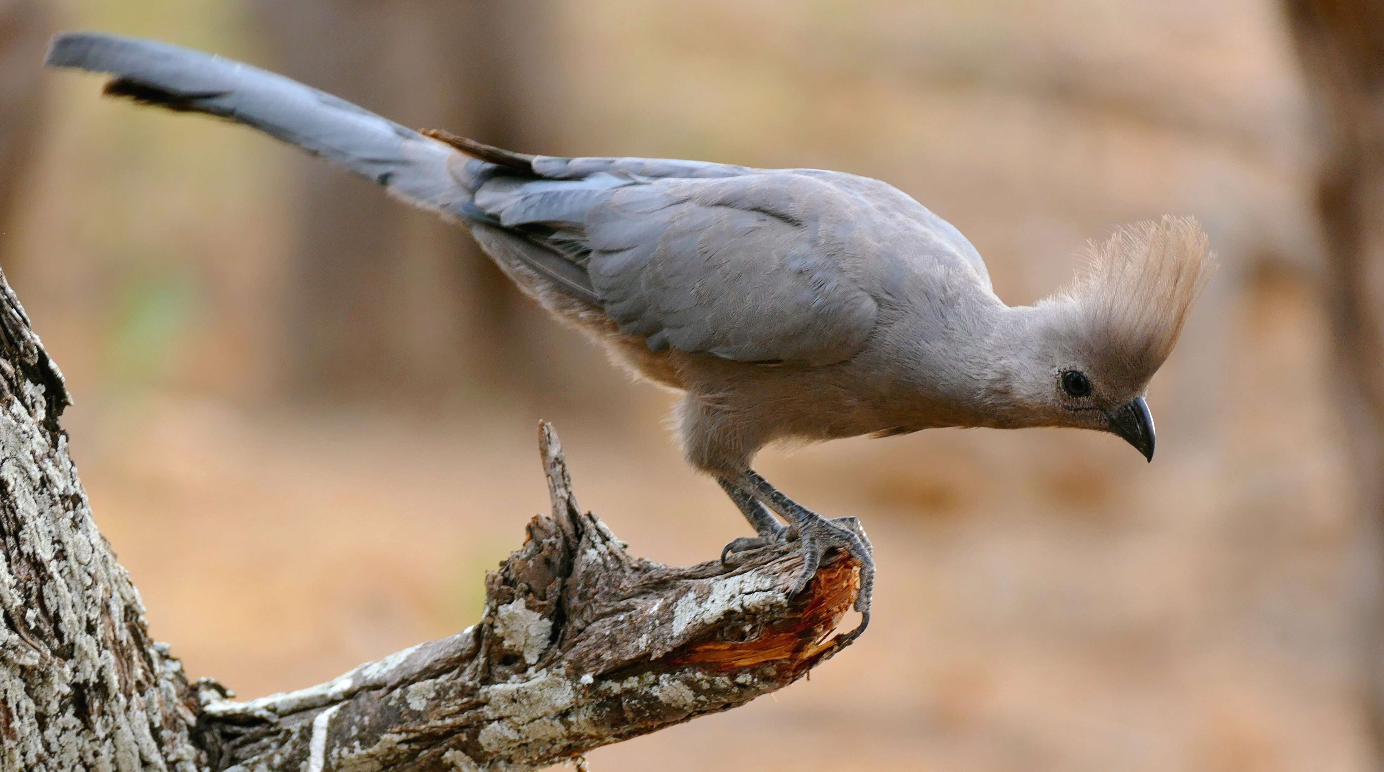 Image of Grey Go-away-bird