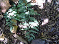 Image de Anisocampium niponicum (Mett.) Yea C. Liu, W. L. Chiou & M. Kato