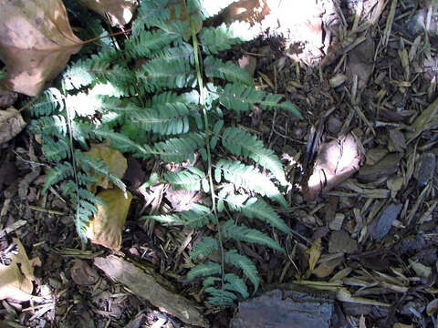 Image of Oriental ladyfern