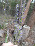 Image of cerulean flaxlily