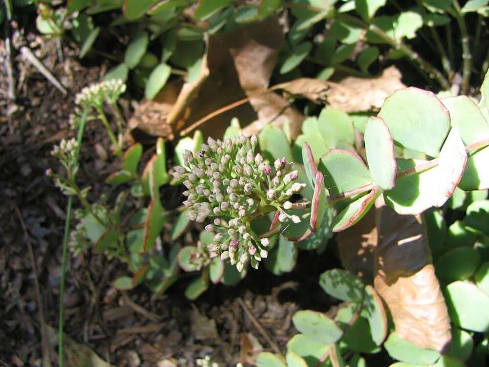 Image of Hylotelephium sieboldii (Sweet ex Hook.) H. Ohba