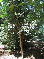 Image of Japanese Zelkova