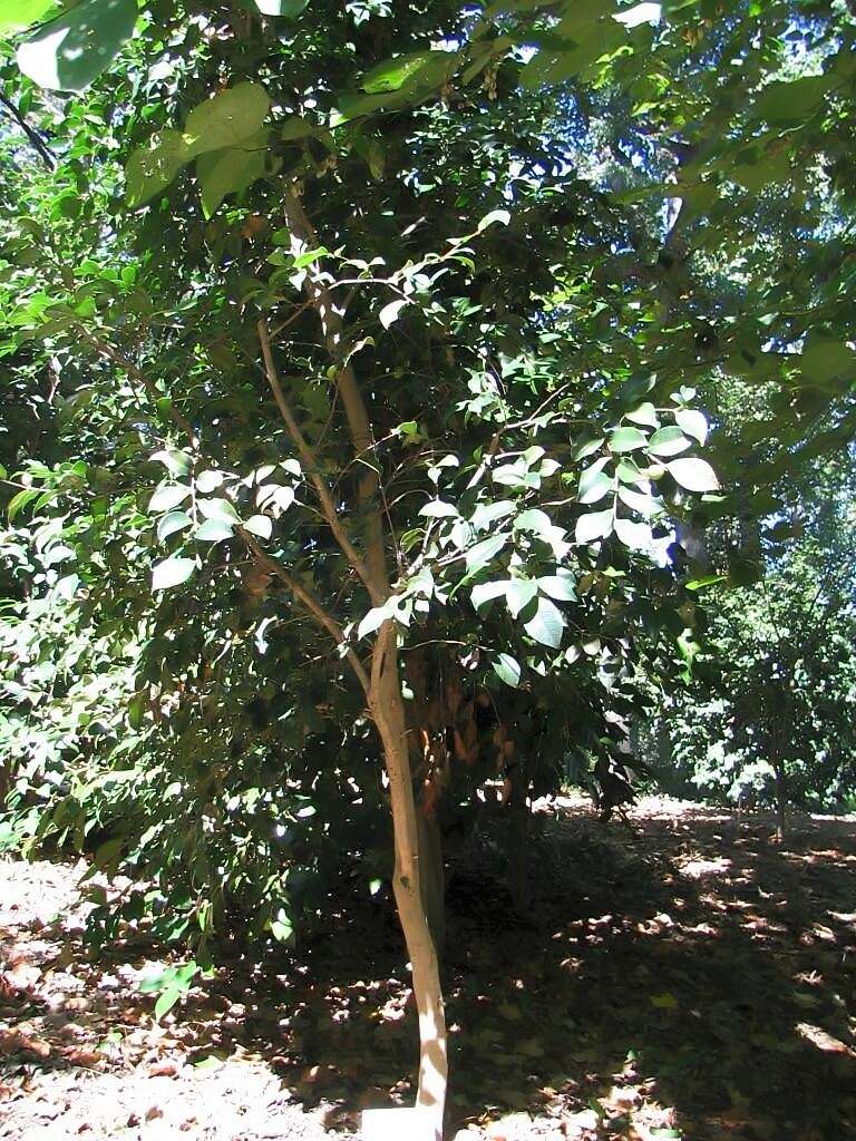 Image of Japanese Zelkova