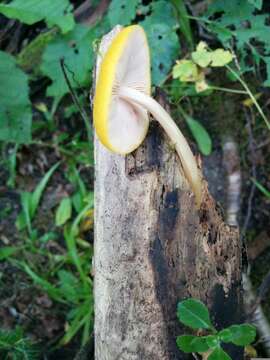 Image of Pluteus flavofuligineus G. F. Atk. 1902