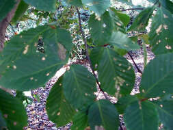 Image of Japanese Beech