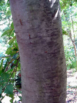 Слика од Fagus crenata Blume