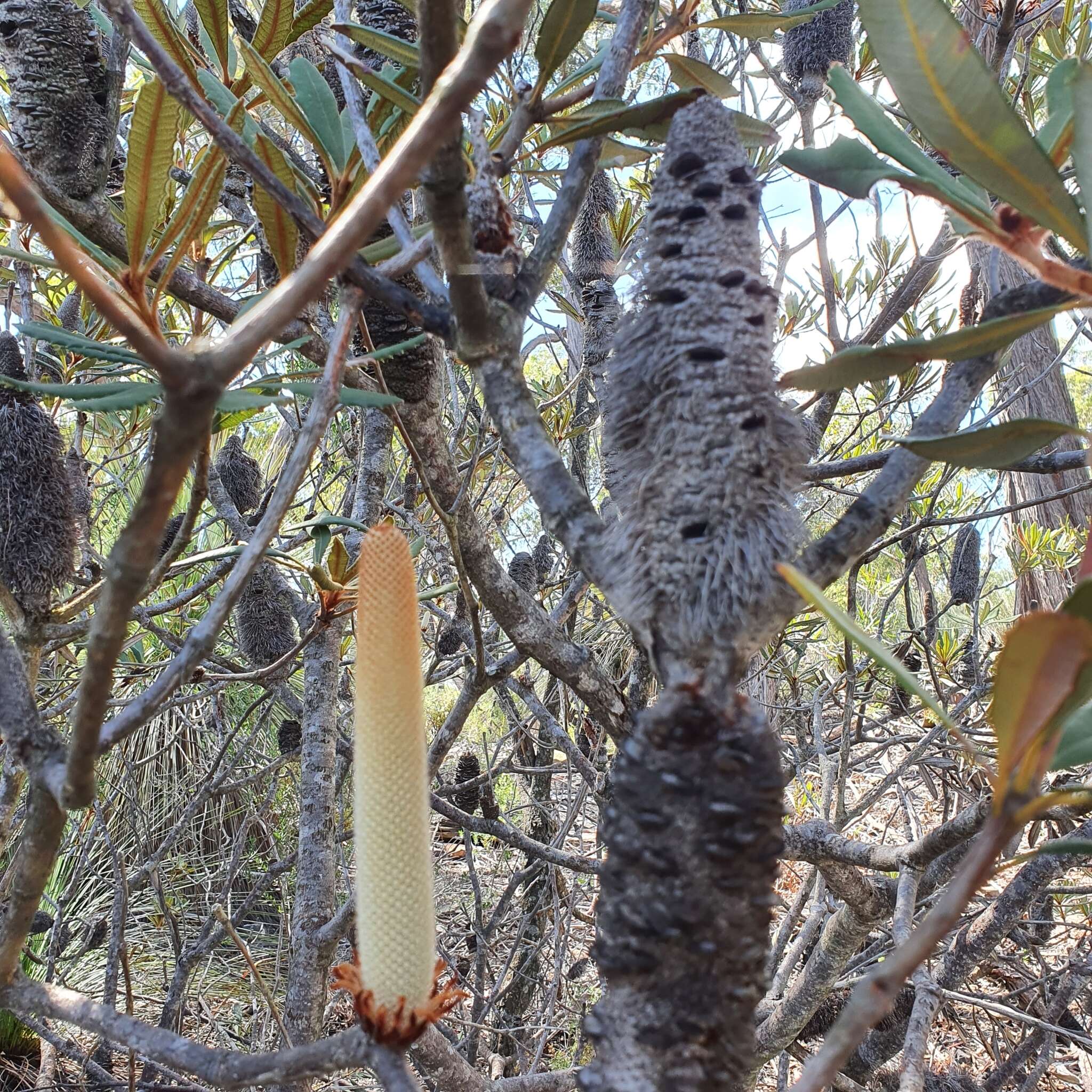 Image of Banksia penicillata (A. S. George) K. Thiele