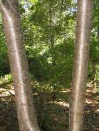 Image of Japanese Tree Lilac