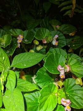 Image of clubed begonia