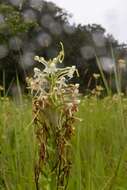 Image of Habenaria zambesina Rchb. fil.