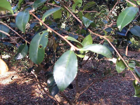 Image of Sasanqua camellia