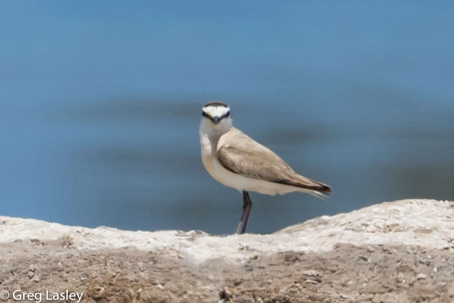 Imagem de Charadrius marginatus Vieillot 1818