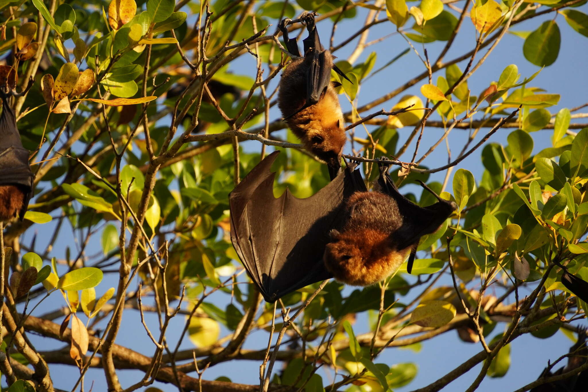 Image of Rodrigues Flying Fox