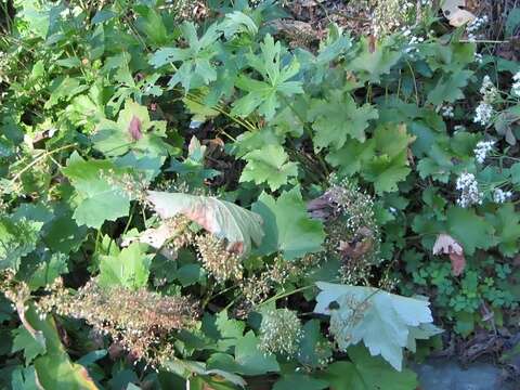 Image of hairy alumroot