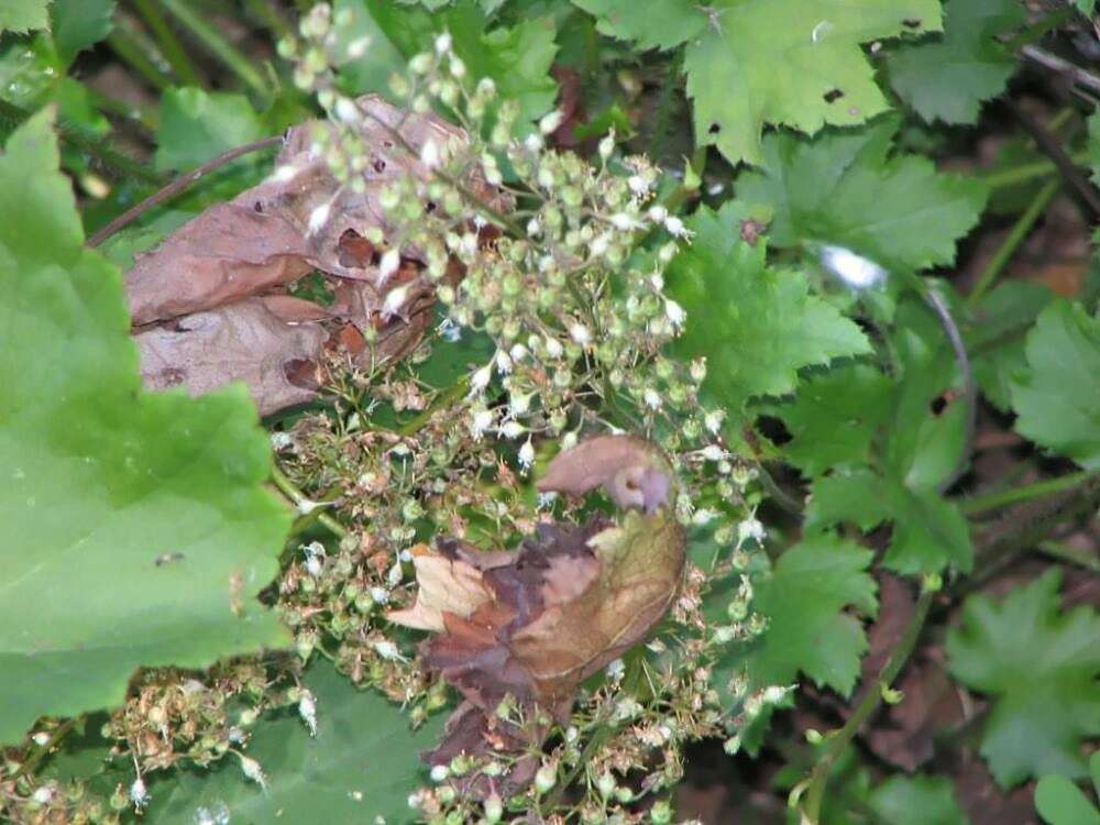 Image of hairy alumroot