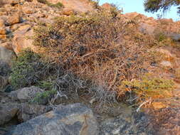 Image of Boscia foetida subsp. foetida