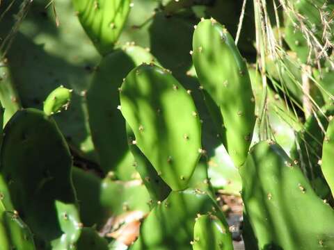 Image of Eastern Prickly Pear