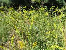 صورة Solidago sempervirens L.