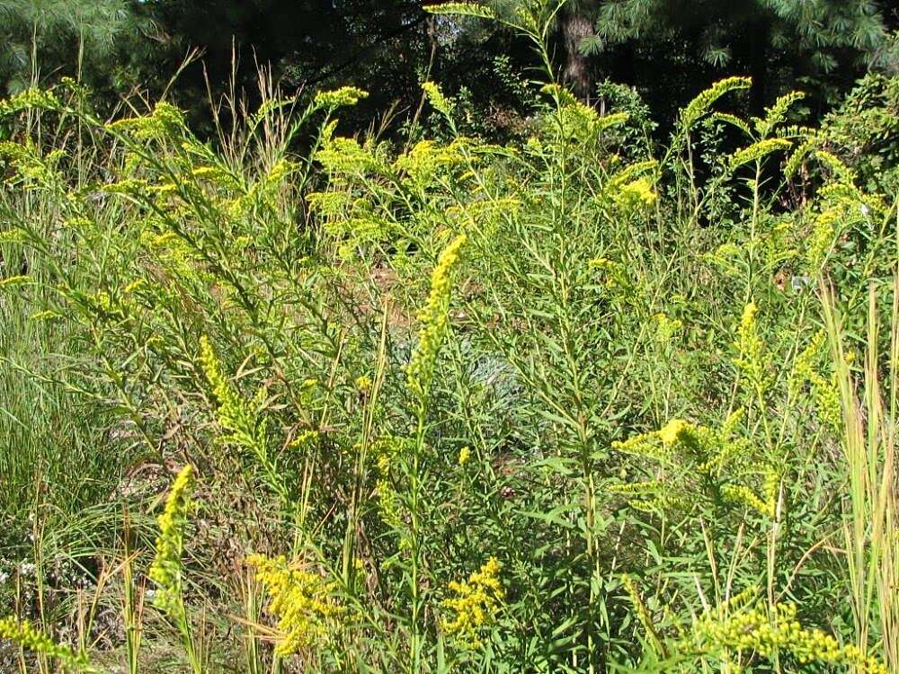 Image of seaside goldenrod