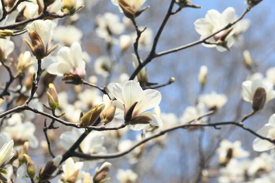 Image of Lily Tree