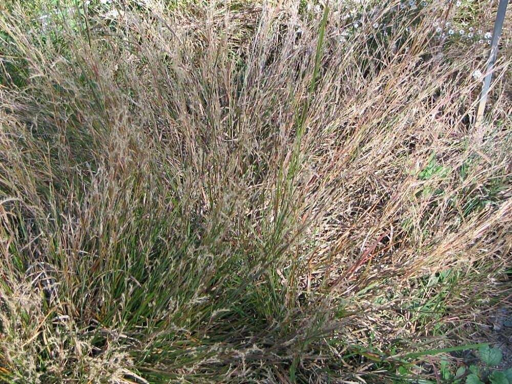 Image de Schizachyrium scoparium (Michx.) Nash