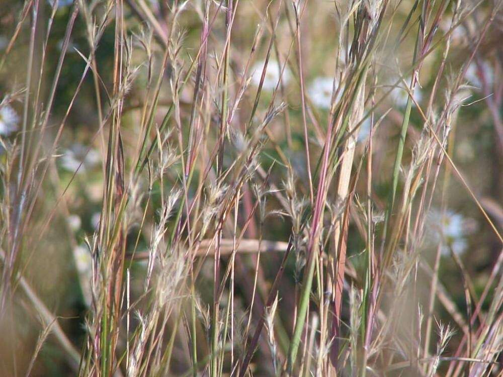 Image de Schizachyrium scoparium (Michx.) Nash