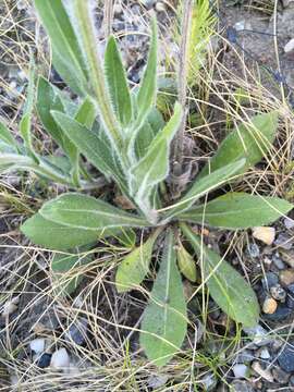 Image of streamside fleabane