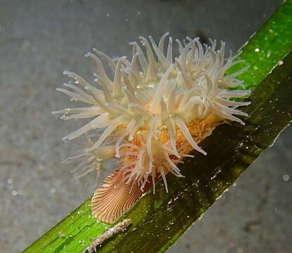 Image of giant brooding anemone