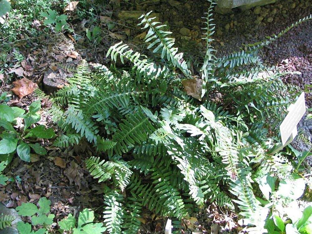 Image of Christmas fern