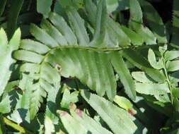 Plancia ëd Polystichum acrostichoides (Michx.) Schott