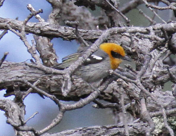 Peucedramus Coues 1875的圖片