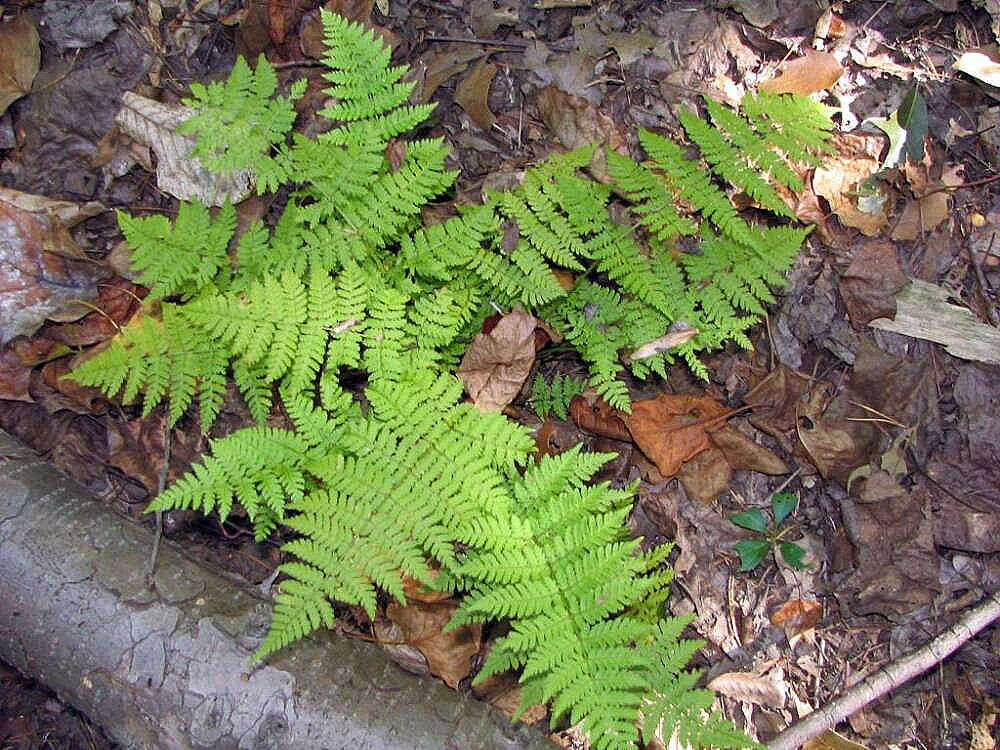 Image of intermediate woodfern