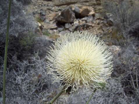 Imagem de Cirsium neomexicanum A. Gray