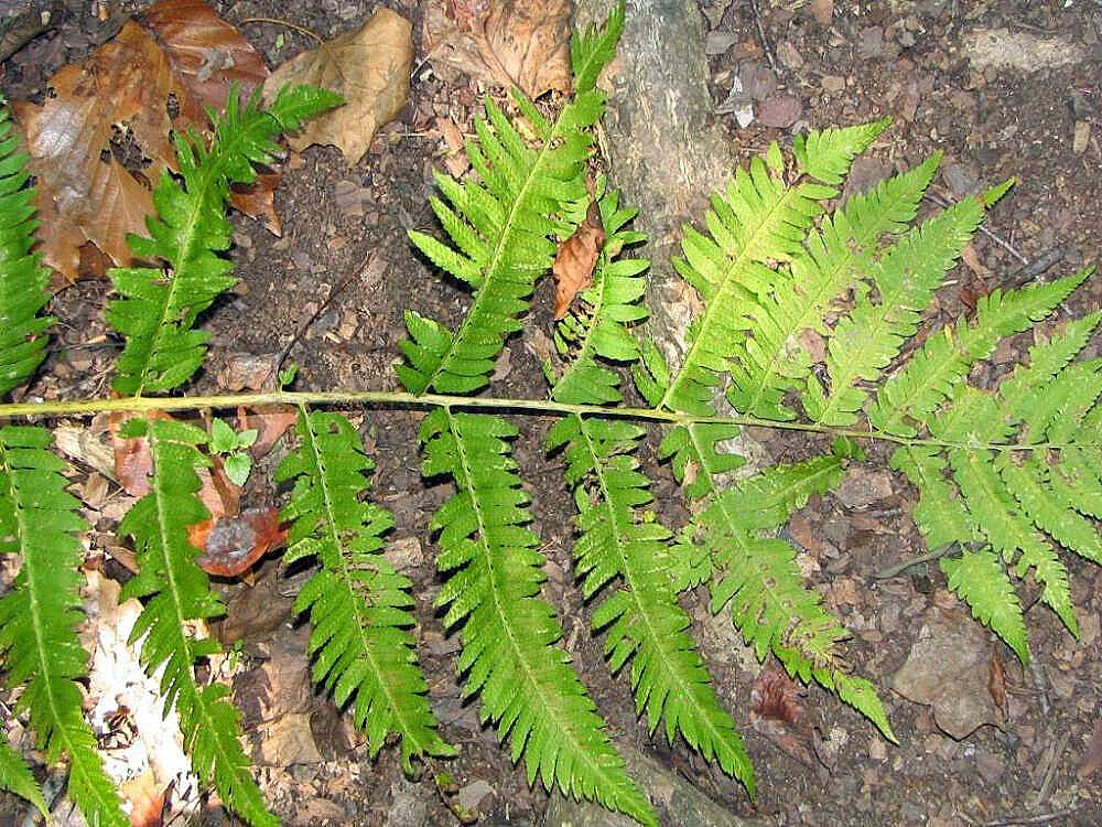 Image of Dryopteris goldieana