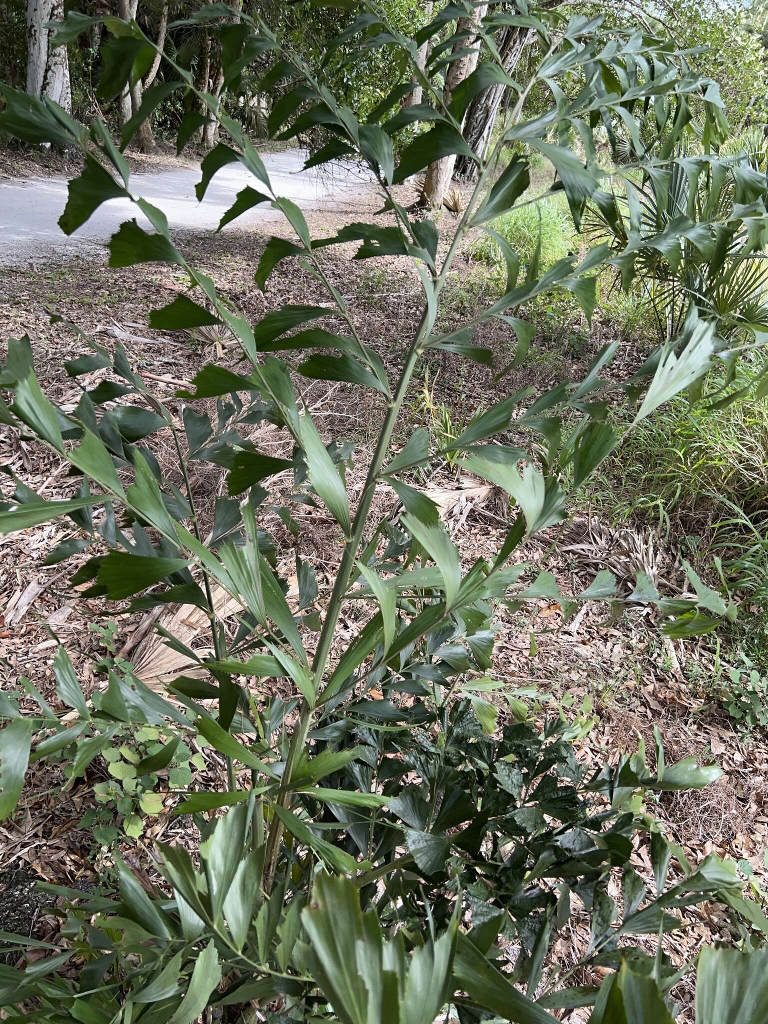 Image of Caryota maxima Blume