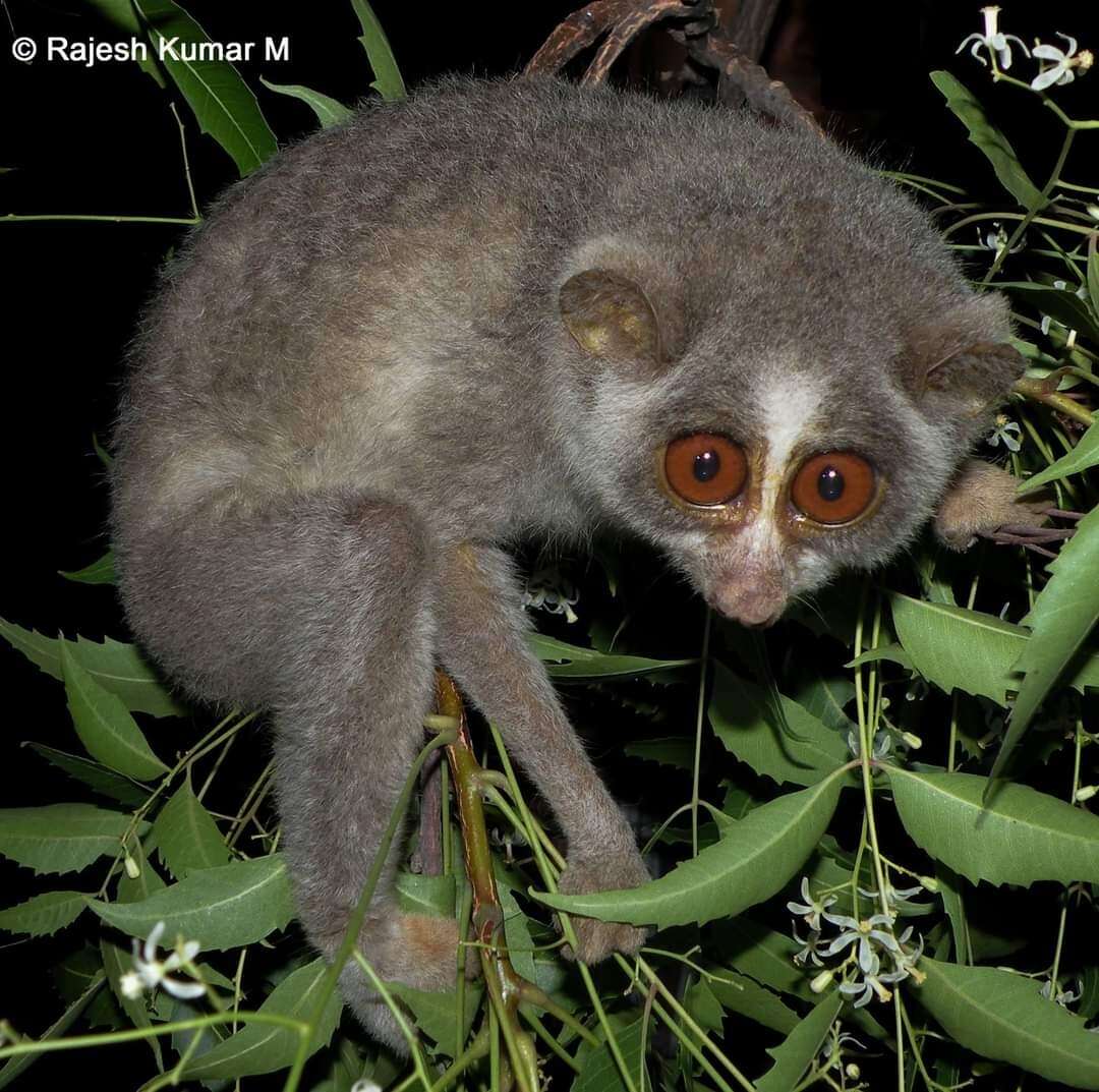 Image of slender loris