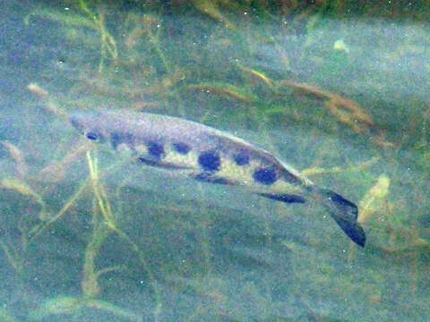 Image of Sevenspot archerfish