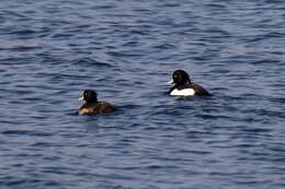 Image of Tufted Duck