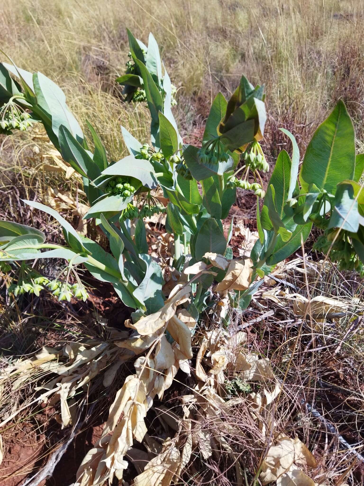 Sivun Asclepias glaucophylla (Schltr.) Schltr. kuva