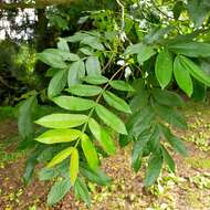 Слика од Pterocarya stenoptera C. DC.