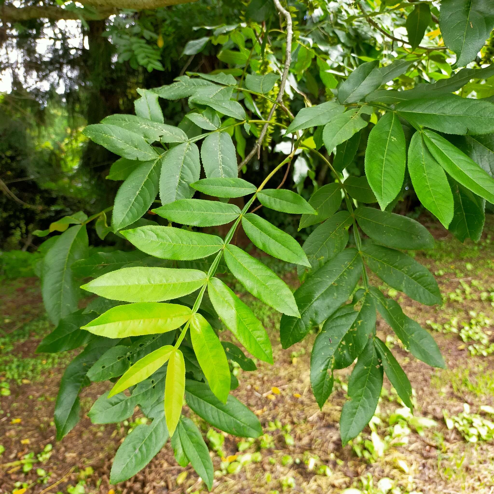 Слика од Pterocarya stenoptera C. DC.