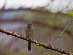 Image of Abyssinian Slaty Flycatcher