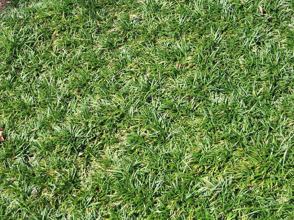 Image of Mondo Grass