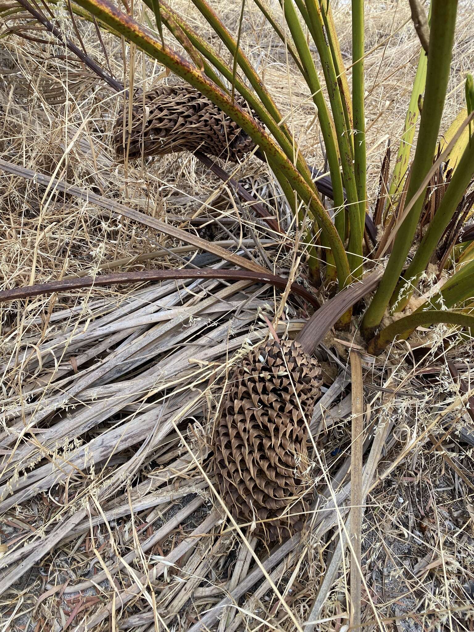 Image of Macrozamia fraseri Miq.